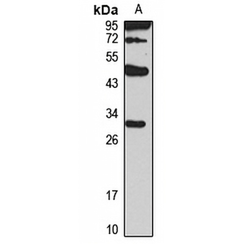 MS4A12 Rabbit Polyclonal Antibody