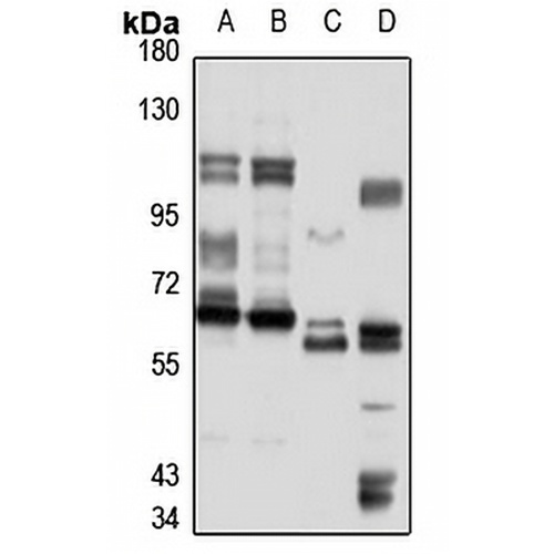 MSH5 Rabbit Polyclonal Antibody