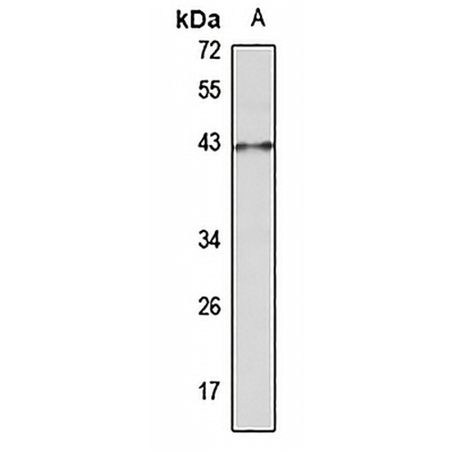 Musashi 1 Rabbit Polyclonal Antibody