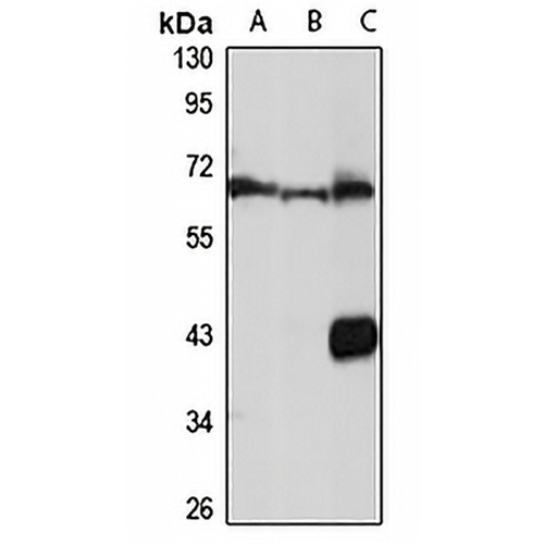 MSL-1 Rabbit Polyclonal Antibody