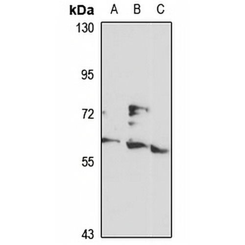MSL-2 Rabbit Polyclonal Antibody