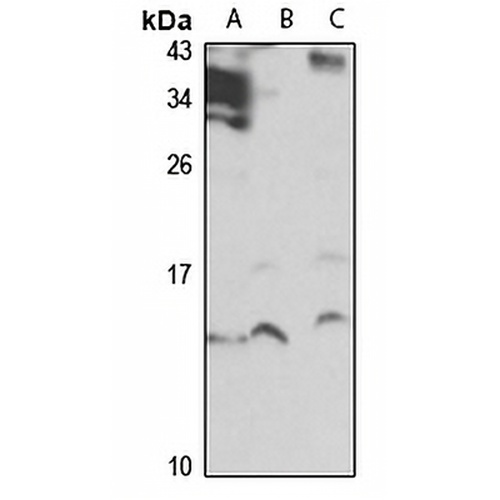 MSRB1 Rabbit Polyclonal Antibody