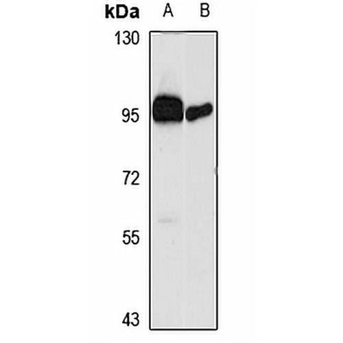 HGFL Rabbit Polyclonal Antibody