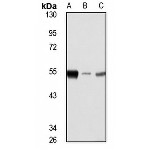 MST4 Rabbit Polyclonal Antibody
