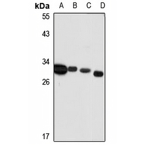 MIMP Rabbit Polyclonal Antibody