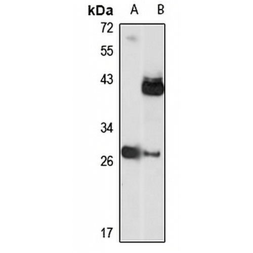 COX3 Rabbit Polyclonal Antibody