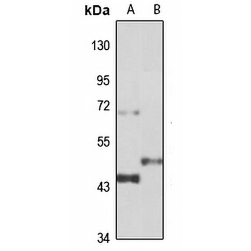 Cytochrome b Rabbit Polyclonal Antibody