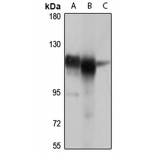 MTHFD1 Rabbit Polyclonal Antibody