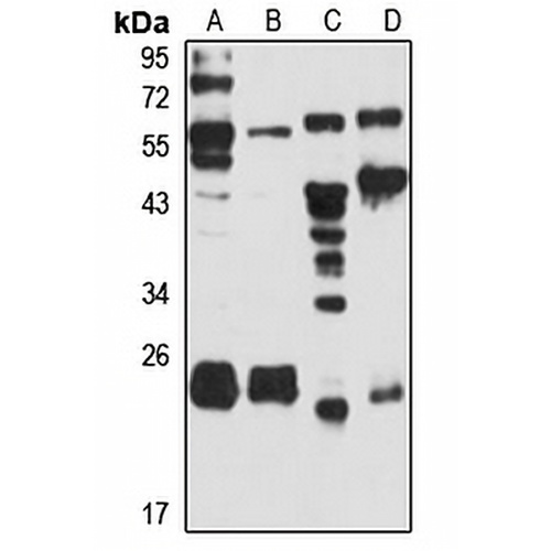 MTHFS Rabbit Polyclonal Antibody