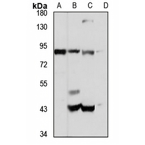 MTIF2 Rabbit Polyclonal Antibody