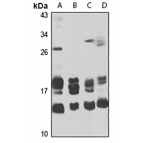 MT-ND3 Rabbit Polyclonal Antibody