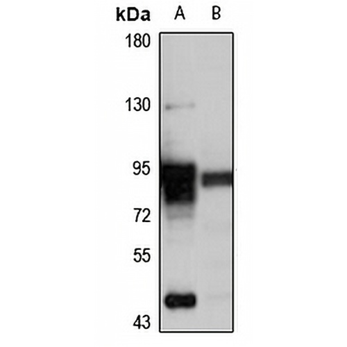 MTO1 Rabbit Polyclonal Antibody