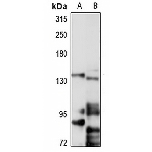 MTR Rabbit Polyclonal Antibody