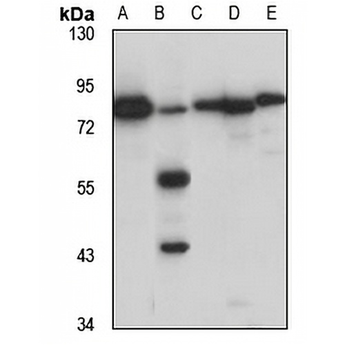 Mucin-20 Rabbit Polyclonal Antibody