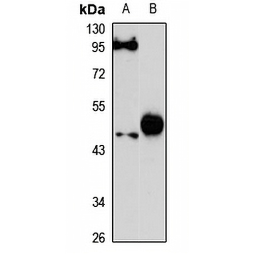 MULAN Rabbit Polyclonal Antibody