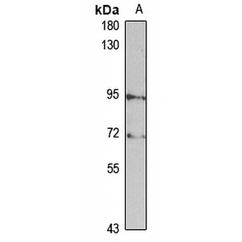 MUSK Rabbit Polyclonal Antibody