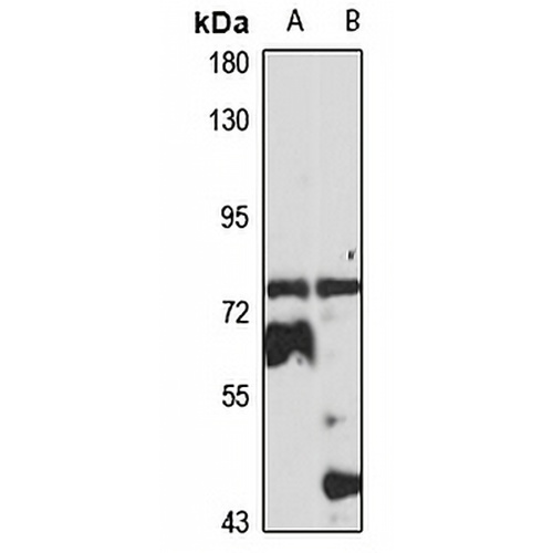 MX1 Rabbit Polyclonal Antibody