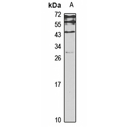 MAD Rabbit Polyclonal Antibody