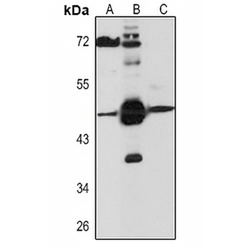 L-Myc Rabbit Polyclonal Antibody