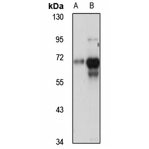 MYEF2 Rabbit Polyclonal Antibody