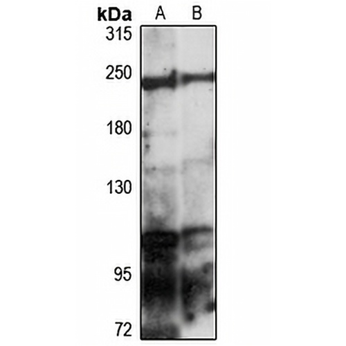 Myosin 2 Rabbit Polyclonal Antibody