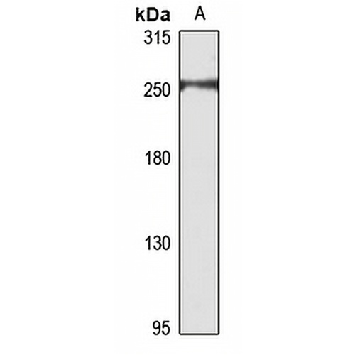 Myosin 6 Rabbit Polyclonal Antibody