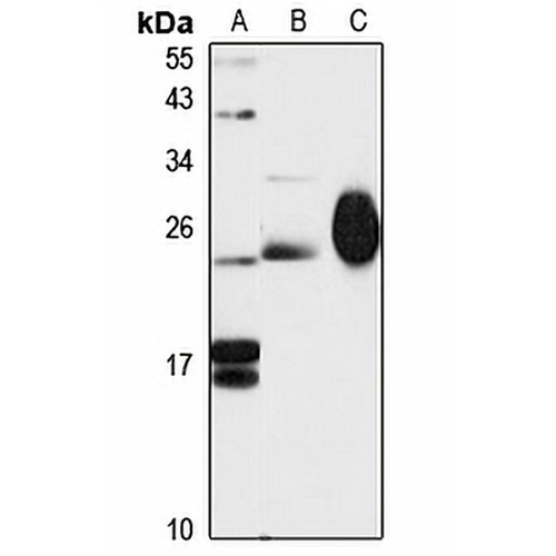 MYL4 Rabbit Polyclonal Antibody