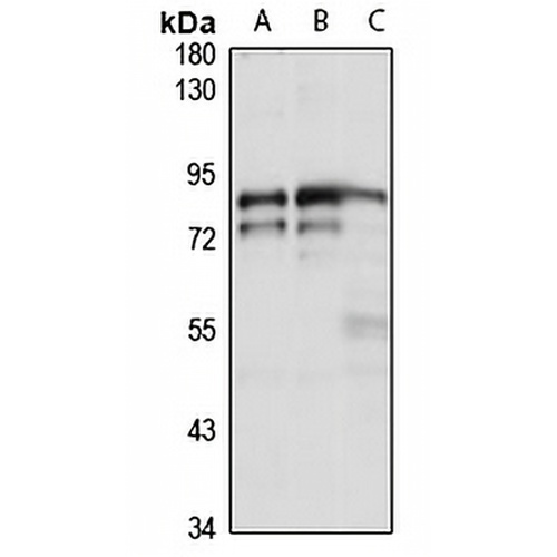 Myoneurin Rabbit Polyclonal Antibody