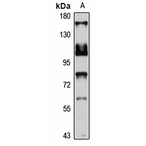 MYO1A Rabbit Polyclonal Antibody