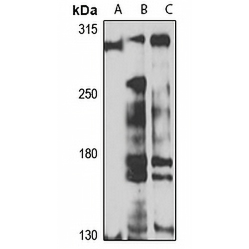 MYO5C Rabbit Polyclonal Antibody
