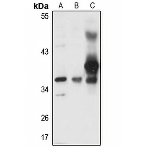 Myozenin-1 Rabbit Polyclonal Antibody