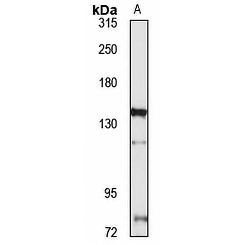 Myopalladin Rabbit Polyclonal Antibody