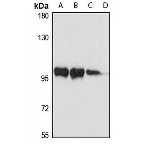 MYSM1 Rabbit Polyclonal Antibody
