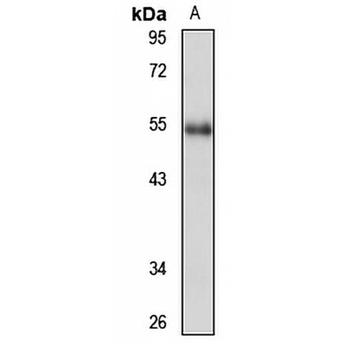 NAB1 Rabbit Polyclonal Antibody