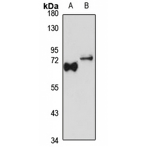 NAC1 Rabbit Polyclonal Antibody
