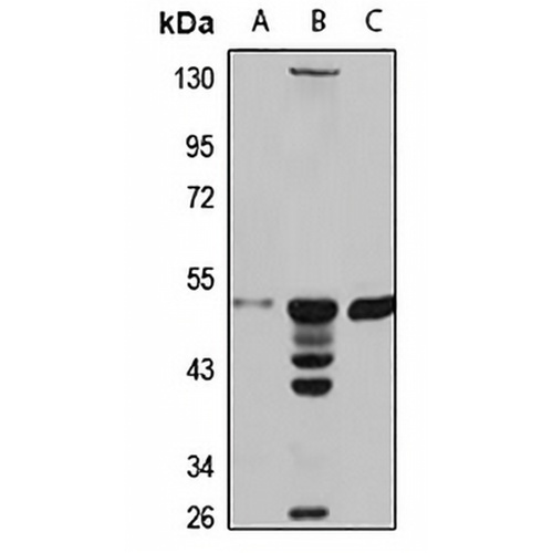 NADK Rabbit Polyclonal Antibody