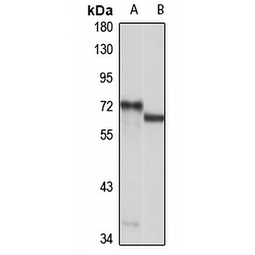 NAF1 Rabbit Polyclonal Antibody