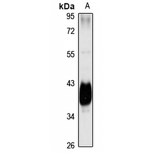 NANS Rabbit Polyclonal Antibody
