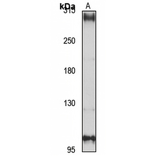 NBEAL2 Rabbit Polyclonal Antibody