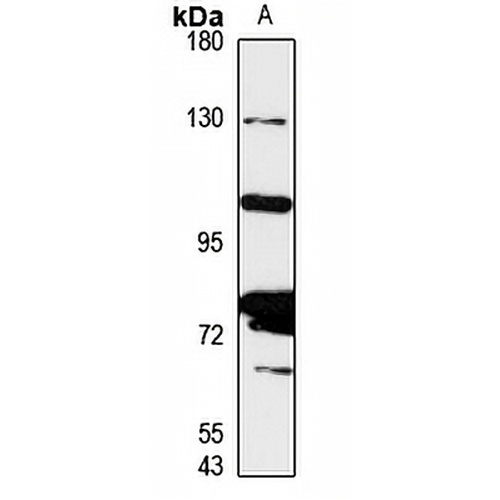 NCAPG Rabbit Polyclonal Antibody