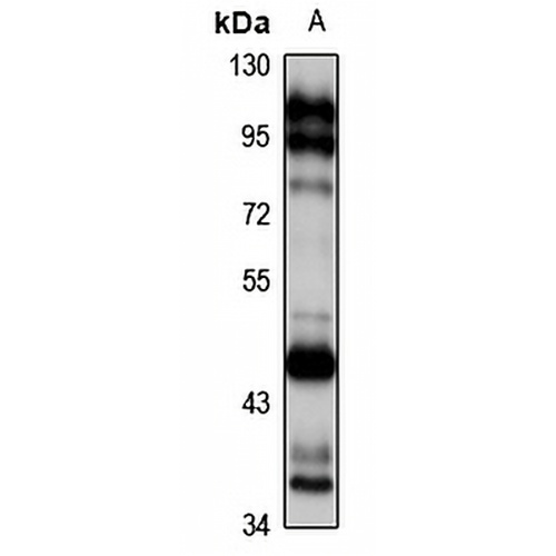 CD336 Rabbit Polyclonal Antibody