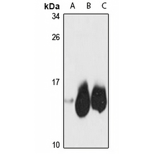 NDUFB2 Rabbit Polyclonal Antibody