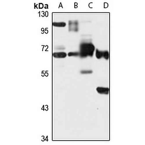 NELF-B Rabbit Polyclonal Antibody