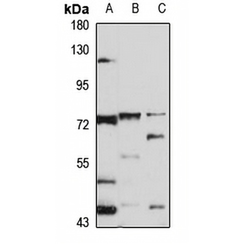 NELL1 Rabbit Polyclonal Antibody