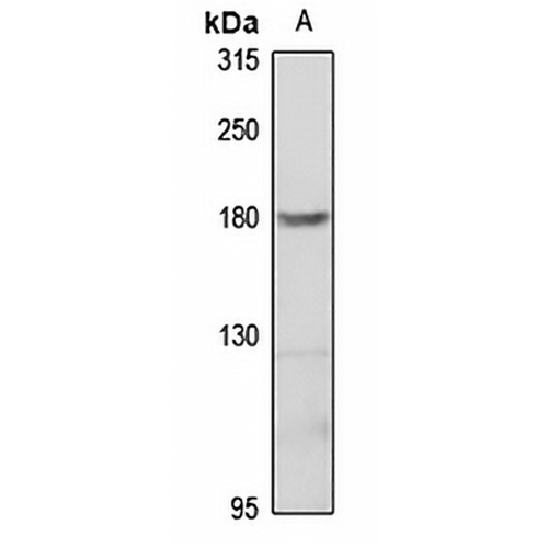 Neogenin Rabbit Polyclonal Antibody