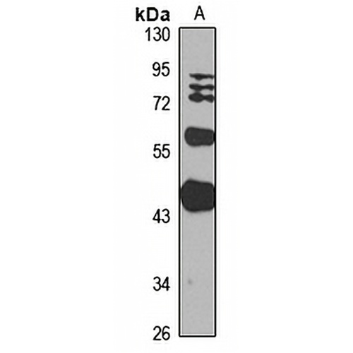 Neu2 Rabbit Polyclonal Antibody