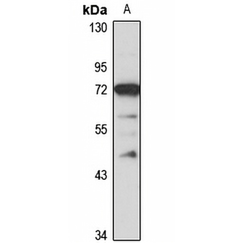Neu3 Rabbit Polyclonal Antibody