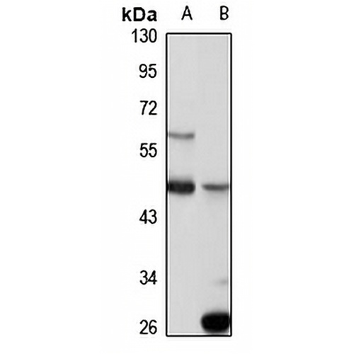 Neu4 Rabbit Polyclonal Antibody