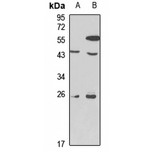 NeuroD Rabbit Polyclonal Antibody
