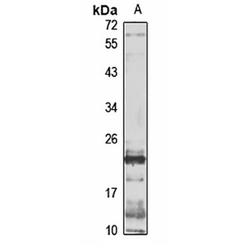Neurogenin 3 Rabbit Polyclonal Antibody